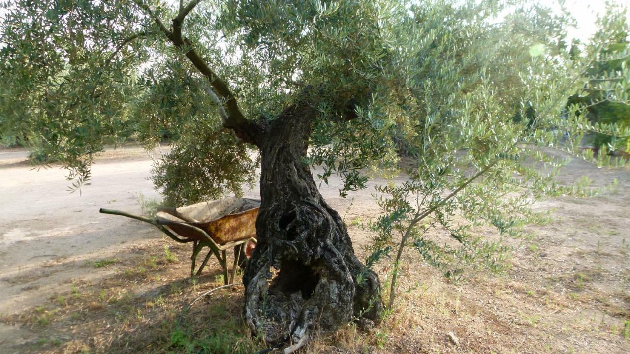 La Aragonesa * Marmolejo